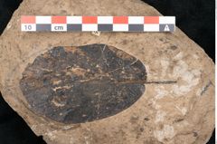 Foto (Detailansicht) von Plantae indet.  (NHMW-GEO-2024-0188-11550)